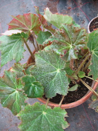 B. ‘Gerbe Rose’